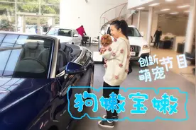 这狗狗来到4S店不假思索买了辆敞篷车，开车带狗兜风最全攻略哦