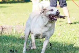 男子养一种大型狗，一只卖8万，年入百万，实在太牛了！视频封面