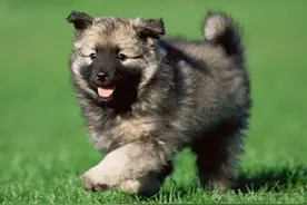 幼犬及老年犬冬季需特别呵护图片