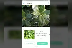 想不到支付宝除了支付还有这样的功能，花花草草扫一下就帮你认出