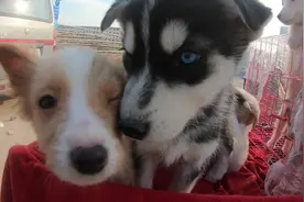 陕西咸阳文林路，GOPRO6狗市看狗视频封面