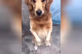 这只金毛叫艾迪，网友都叫它神犬，比轮胎还厉害