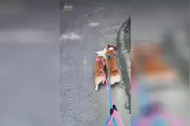 柯基为什么养两只？遛狗的时候你就知道了哈哈！