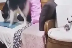 萨摩耶偷啃阿拉斯加的玩具被抓个正着，这反应亮了视频封面