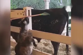 小猫看到马桶里有水开心的喝了一下