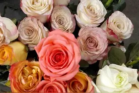 【蓝色妖姬】的制作教程——超简单的蓝色妖姬，紫色玫瑰图片