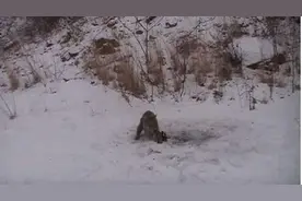 男子拿树枝将山猫压倒在地，山猫凶猛挣扎，整个过程变得惊险万分图片