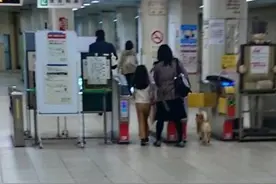 票呢？柴犬想利用身高优势逃票混入车站，被逮个正着，表情也经典图片