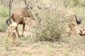 角马正享受天伦之乐，冒出一群野狗当面厮杀小角马，画面过分凄惨图片