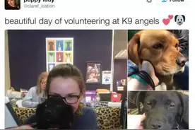 两周内10万转发，为了领养狗狗，这个小女孩创造了网络奇迹!图片