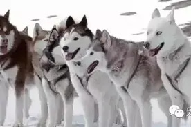 确定不是雪橇三傻？图片