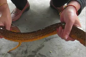 高手在民间！广东佬钓黄鳝，犀鸠利！图片