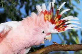 鹦鹉饲养有哪些注意问题？科学健康喂养鹦鹉图片