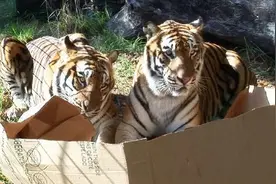 北美大山猫也爱窝进去 纸箱究竟有啥「致命吸引力」图片