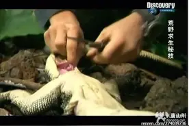 那些年被贝爷吃过的奇怪动物，有你想吃的吗？图片