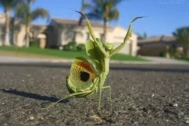 神一样的抓拍！爆笑瞬间！噗哈哈哈，笑死伦家咯！图片