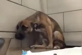 狗狗得救之后的反应，让人好心疼图片