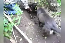 狗狗在树底下刨坑，刨来刨去还刨出来了意外收获！好孩子！视频封面