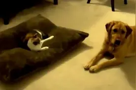 狗狗外出回家后发现窝被猫占了，打也打不走，夺也夺不回，懵逼了图片