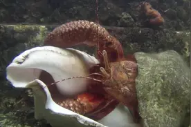 实拍寄居蟹更换螺壳全过程，原来寄居蟹是这样换房子的，长见识了图片