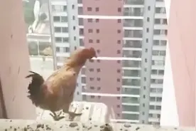 大吉大利今晚吃鸡！什么？鸡飞走了，这可是在30层楼啊视频封面
