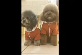 网红泰迪崽崽和灰崽在听主人口令摇头，主人一变口令，它俩蒙蔽了