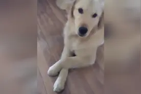 金毛来大姨妈被主人嫌弃，它竟主动叼来纸，让主人帮它擦了视频封面