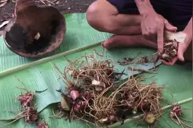 柬埔寨大叔用美人蕉的花茎做果冻 据说是甜的