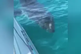 刚要跳水潜泳，结果看到一条鲨鱼游了过来，跳还是不跳？视频封面