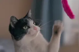 这是给猫写的一首歌，90%的听众反馈猫咪听了这首歌心情会变好