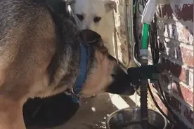 拉不拉多和德牧一起喝水，拉布拉多不敢动