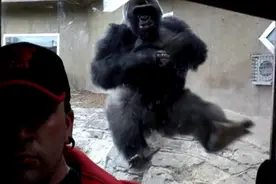 美银背猩猩欲袭游客不料惨撞玻璃图片