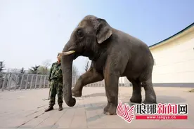 亚洲象“猛太”来临沂动植物园了 会跳舞还会卖萌图片