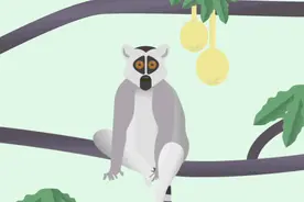 面包树和猴面包树是一种树吗？图片