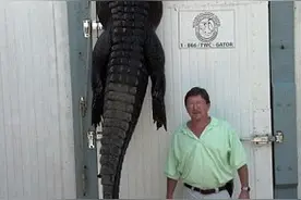 职业鳄鱼猎手花费两个多小时钓上巨鳄 体型大的让人们很惊讶图片