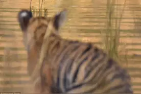 虎妈妈给小老虎洗澡，真是亲妈啊！图片