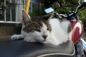 注意！摩托车上容易长猫！图片