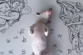 狗狗大肚子病是什么原因？图片