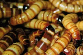 至上诱惑 | 大麦虫饲养繁殖法图片