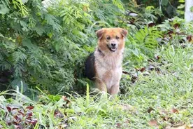 狗狗原地苦等7个月 村民才发现心碎真相图片