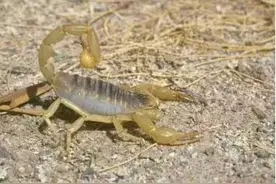 全蝎虽有毒，治病救人却不误图片