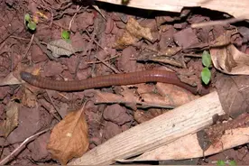 以龙补龙似蚯蚓，惊痫癫狂用地龙图片