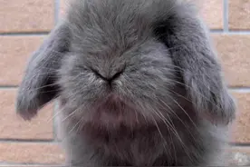 宠物界的新星垂耳兔的饲养方法你知道吗？图片