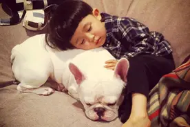 斗牛犬守护小男孩 一起睡觉一起玩耍图片