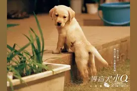 从《导盲犬小Q》看拉布拉多：让我成为你的眼睛吧！图片