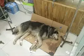 食毒哈士奇强撑3天，只为再见主人最后一面图片