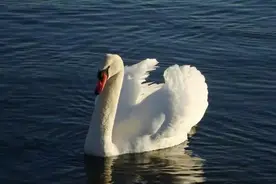 一只绝妙的北京烤鸭是什么样的？图片