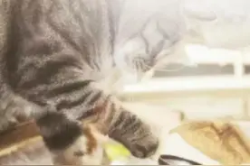 什么是摄影？什么是拍照？图片