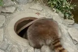 看完这只浣熊进水沟的视频，我都想要养一只了！图片