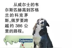 边牧：它用12天奔跑了386公里只为回到主人身边图片